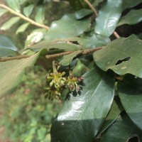 Polyalthia suberosa (Roxb.) Thwaites